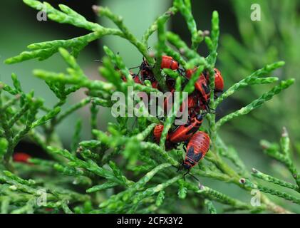 Rote Gartenwanzen Soldaten auf grünen Wacholderzweigen. Stockfoto