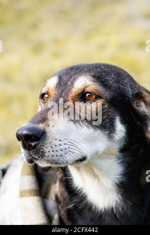 Porträt eines traurigen Hundes in einem karierten auf Herbst Hintergrund gewickelt. Freier Speicherplatz für Text. Nahaufnahme. Selektiver Fokus. Stockfoto