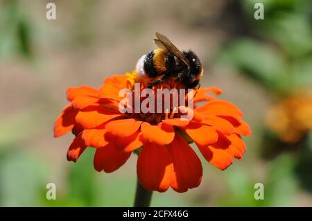 Eine Hummel in Pollen sitzt auf einer roten Blume Zinnia im Sommer. Stockfoto