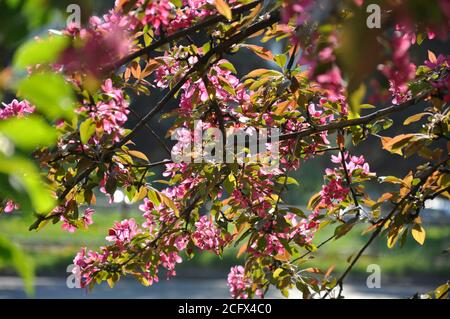 Die Zweige einer japanischen Pflaume sind rosa bedeckt. Sonniger Tag. Stockfoto