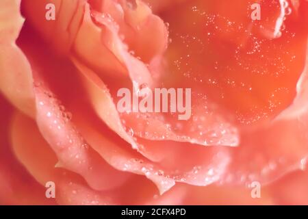 Rosa oder cremefarbene Rosenblätter. Hintergrund. Makro. Foto. Stockfoto
