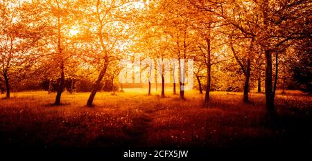 Roter Herbstwald am sonnigen Morgen Stockfoto