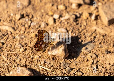 Herzog von Burgund Fritillary ( Hamearis lucina ) in Ruhe auf steinigem Boden, deutschland, rheintal Stockfoto