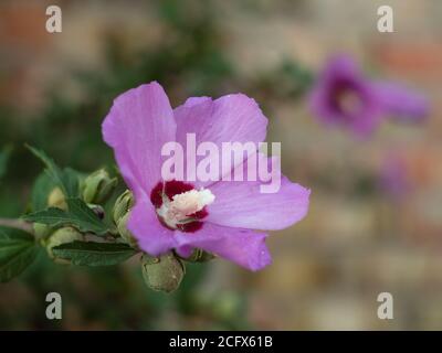 Nahaufnahme des syrischen Hibiskus. Rosa Blüten. Blüten und Knospen der Pflanze. Stockfoto