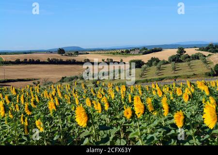 Sonnenblumenfeld und Lavendel auf dem Plateau von Valensole Stockfoto