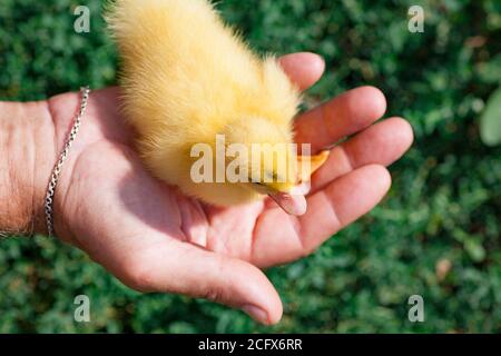 Ein kleines Entlein sitzt in der Handfläche eines Mannes. Ein Viehzüchter am Hof hält ein gelbes Entenküchlein in der Hand. Handgemachtes Entenküchen Stockfoto