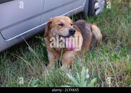 Ein Schuss eines braunen Hundehundes, der bei einem Auto auf dem Land ruht. Stockfoto