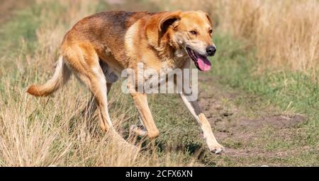 Ein Schuss eines braunen Hundehundes, der auf dem Land läuft und jagt. Stockfoto