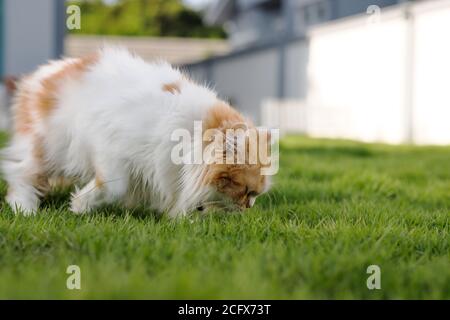 Die niedliche persische Katze riecht ein grünes Gras Feld, für Haustier natürliche medizinische und organische Konzept, selektive Fokus flache Tiefe des Feldes Stockfoto
