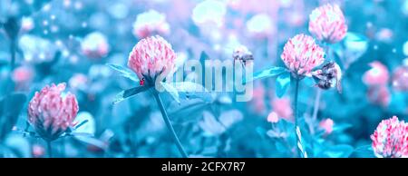 Schöne künstlerische Frühling wilden Wiese Klee Blumen, rosa und blauen Farben mit Biene, Marienkäfer, Makro. Weicher Fokus Natur Hintergrund. Zarte Pastellton Stockfoto