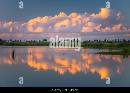 Naturgebiet 't Roegwold, in der Nähe von Schildwolde in der Provinz Groningen, Niederlande Stockfoto