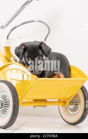 Jack Russell Terrier Welpe, 2 Monate alt, Welpe sitzt in der Rückseite eines gelben Dreirad Stockfoto