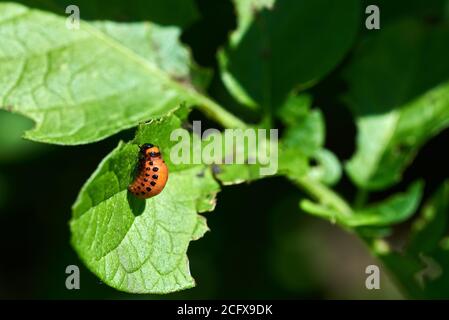 Nahaufnahme der Larven von Rotkartoffelkäfer auf einem Pflanzenblatt. Landwirtschaftliche Schädlinge auf einem Bauernhof in Südmähren in der Tschechischen Republik. Stockfoto