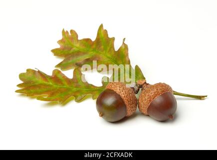 Eicheln und Eichenblätter isoliert auf weiß Stockfoto