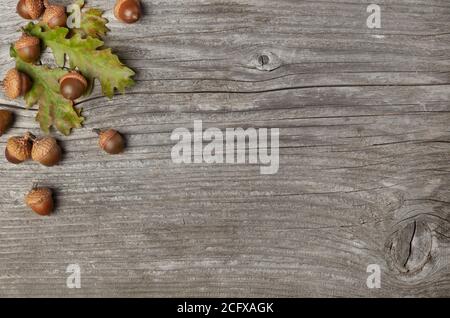 Eicheln und Eichenblätter auf Holz Stockfoto