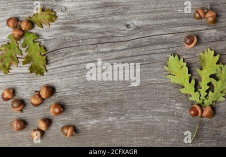 Eicheln und Eichenblätter auf Holz Stockfoto
