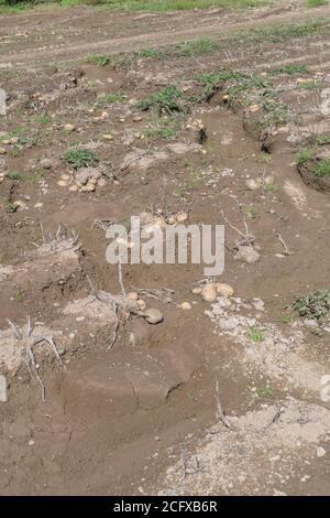 Feld von Kartoffelknollen nach Ernte Auswaschen und Bodenerosion in Kartoffelernte ausgesetzt. Bei schlechtem Wetter, widrigen Bedingungen, Starkregen, Ernteverlust. Stockfoto