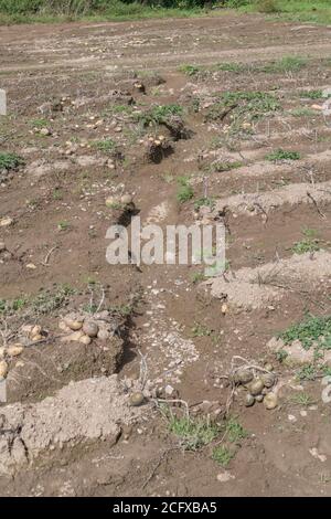 Feld von Kartoffelknollen nach Ernte Auswaschen und Bodenerosion in Kartoffelernte ausgesetzt. Bei schlechtem Wetter, widrigen Bedingungen, Starkregen, Ernteverlust. Stockfoto