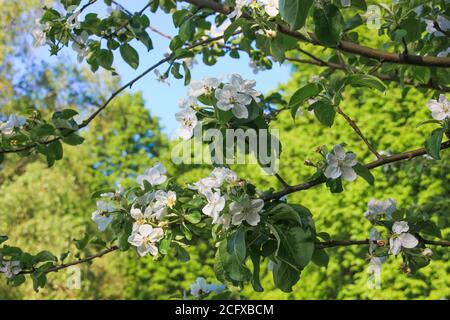 Frühlingsblumen. Blühender Apfelbaum Zweig mit weißen Blumen im Garten. Apfelblüten weiße Blüten und grüne Blätter Frühling. Apfelbaum blüht Stockfoto