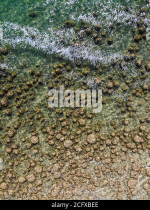 Luftaufnahme über dem Lake Clifton in Western Australia, zeigt ein Riff aus Thromboliten. Stockfoto