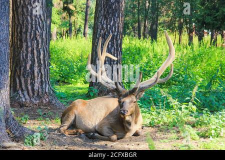 Junge Rothirsche mit verzweigten breiten Hörnern liegt auf Waldwiese mit Kiefern an sonnigen Tagen.schöne Waldlandschaft mit wilden Tieren. Stockfoto