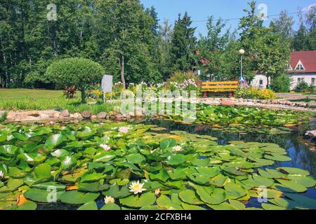 Wasserpflanzen Landschaftsbau.schöne Landschaft Teich mit blühenden weißen und rosa Seerosen in Parkzone an sonnigen Sommertag. Stockfoto