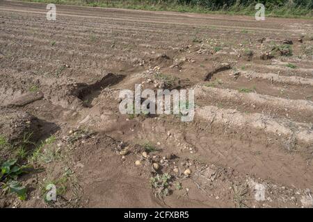 Feld von Kartoffelknollen nach Ernte Auswaschen und Bodenerosion in Kartoffelernte ausgesetzt. Bei schlechtem Wetter, widrigen Bedingungen, Starkregen, Ernteverlust. Stockfoto