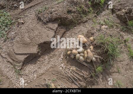 Feld von Kartoffelknollen nach Ernte Auswaschen und Bodenerosion in Kartoffelernte ausgesetzt. Bei schlechtem Wetter, widrigen Bedingungen, Starkregen, Ernteverlust. Stockfoto