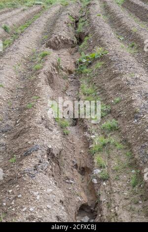 Kartoffelhügel oder -Läufe nach dem Auswaschen der Ernte und der Bodenerosion in der Kartoffelernte ausgesetzt. Bei schlechtem Wetter, widrigen Bedingungen, Starkregen, Ernteverlust. Stockfoto