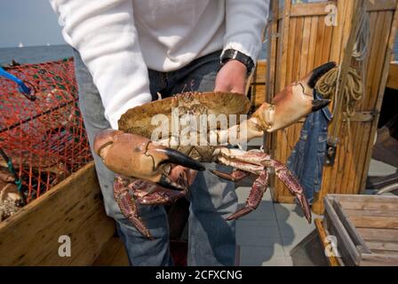 Frisch gefangener Krebs (Cancer Pagurus), Grebbestad, Schweden Stockfoto