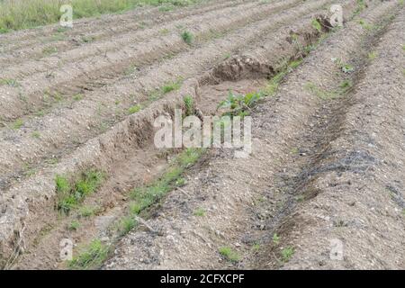 Kartoffelhügel oder -Läufe nach dem Auswaschen der Ernte und der Bodenerosion in der Kartoffelernte ausgesetzt. Bei schlechtem Wetter, widrigen Bedingungen, Starkregen, Ernteverlust. Stockfoto