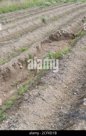 Kartoffelhügel oder -Läufe nach dem Auswaschen der Ernte und der Bodenerosion in der Kartoffelernte ausgesetzt. Bei schlechtem Wetter, widrigen Bedingungen, Starkregen, Ernteverlust. Stockfoto