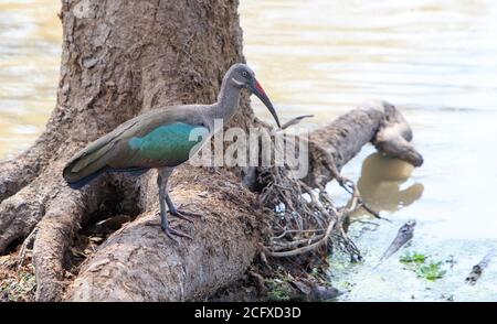 Hochglanz-Ibis (Plegadis falcinellus) steht am Fuße eines Baumes mit Blick auf einen See in Süd-Luangwa, Sambia Stockfoto