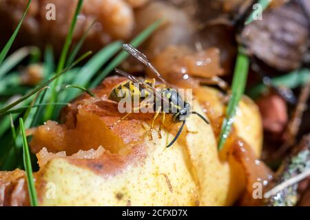 Gemeine Wespe (Vespula vulgaris), die eine Windfallbirne frisst, Sussex Garden, Großbritannien Stockfoto