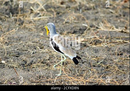 African wattled Lapwing (Vanellus senegallus) auch bekannt als Senegal wattled plover auf dem trockenen ariden Bank in Süd-luangwa, sambia Stockfoto