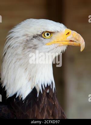 Porträtansicht einer Seite Profil einer Nahaufnahme Von einem in Gefangenschaft gezüchteten Weißkopfseeadler Stockfoto