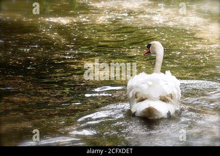 Schöner Mute Swan (Cygnus olor), der auf einem See schwimmt, auf dem das Sonnenlicht auf dem Wasser schimmert - mit Kopierraum. Schwäne gehören zu den schwersten fliegenden Bi Stockfoto