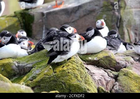 Papageientaucher kommen zum Nest und haben ihre Jungen auf die Farne Islands, Northumberland, England Stockfoto