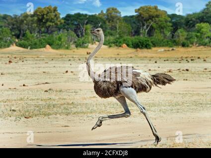 Straußenweibchen der Strauß läuft durch den trockenen afrikanischen Savannah Hwange National Park und läuft sichtbar, wenn ein Bein erhöht ist. Stockfoto