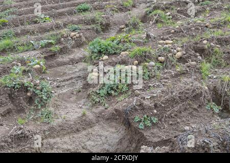 Feld von Kartoffelknollen nach Ernte Auswaschen und Bodenerosion in Kartoffelernte ausgesetzt. Bei schlechtem Wetter, widrigen Bedingungen, starken Regenfällen, ruinierten Ernteverlust. Stockfoto