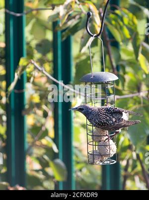 Gewöhnlicher Sternschnuckling (Sturnus vulgaris) Sitzhaltung auf einem Garten Vogelfutterhäuschen mit natürlichen verschwommenen Garten Hintergrund Stockfoto