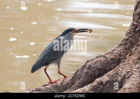 Ardeola ralloides - Grauer Squacco Reiher steht auf einer Baumwurzel mit einem kleinen Fisch im Schnabel. Mfuwe, South Luangwa National Park, Sambia, Stockfoto