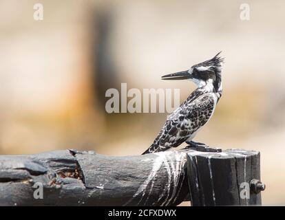 Pied Kingfisher thront auf einem Holzpfosten in Malawi, im südlichen afrika Stockfoto