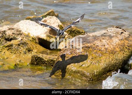 Pied Kingfisher im Flug mit schöner Schattenumrandung an der Küste unten, Malawisee, Afrika Stockfoto