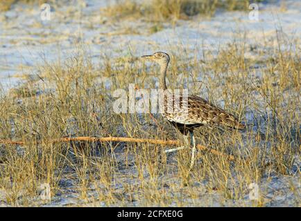 Rothaubenkorhaan (Lophotis ruficrista) steht auf dem Boden, umgeben von Grashalmen im Hwange-Nationalpark, Simbabwe Stockfoto