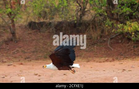 Afrikanischer Fischadler im Flug - See Kariba, Simbabwe Stockfoto