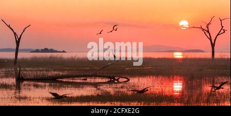 Panorama eines Sonnenuntergangs über dem Kariba-See mit einer Silhouette eines Graureihers und ägyptischer Gänse im Flug. Matusadona Nationalpark, Simbabwe Stockfoto