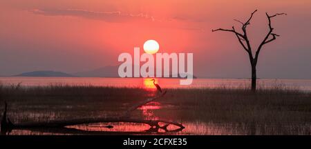 Landschaft des Sonnenuntergangs über dem See Kariba mit einem afrikanischen Graureiher direkt unter den Strahlen der untergehenden Sonne thront. Das perfekte Ende zu Stockfoto