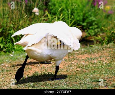 Bewicks Schwan mit Kopf unter Flügel versteckt preening sich mit Ein natürlicher Grasland Hintergrund Stockfoto
