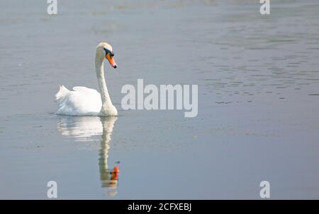 Mute Swan gleiten über einen stillen See mit einem schönen Wasserspiegelung Stockfoto